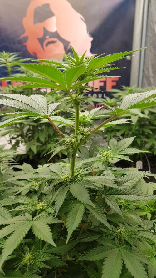 Home Of The Amnesia. Week 7