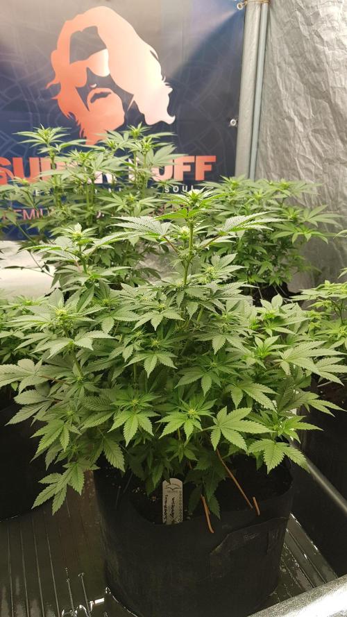 Home Of The Amnesia. Week 7