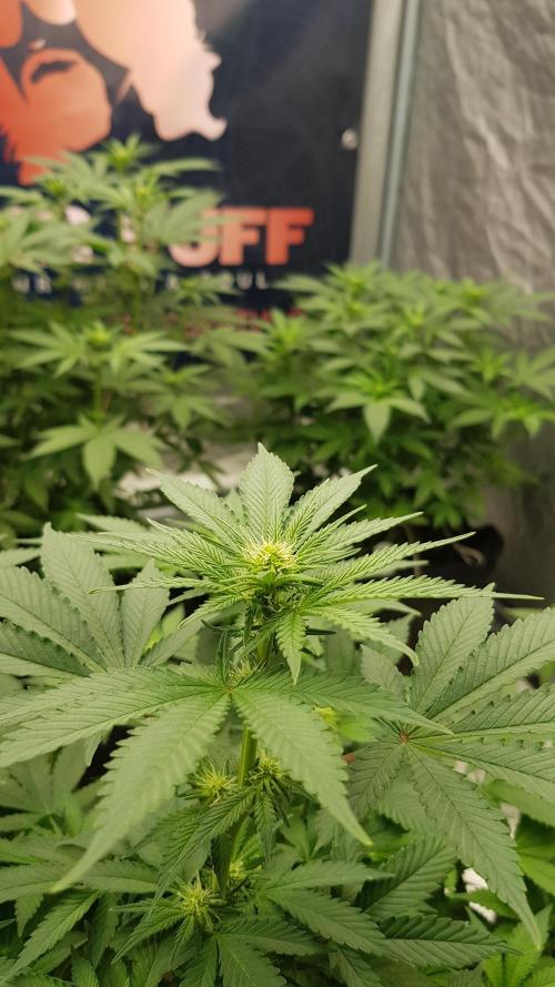 Home Of The Amnesia. Week 7