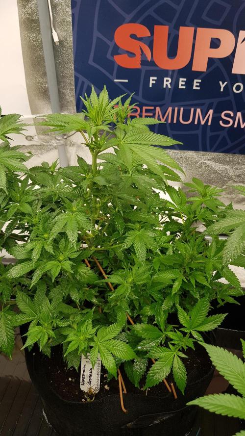 Home Of The Amnesia. Week 7