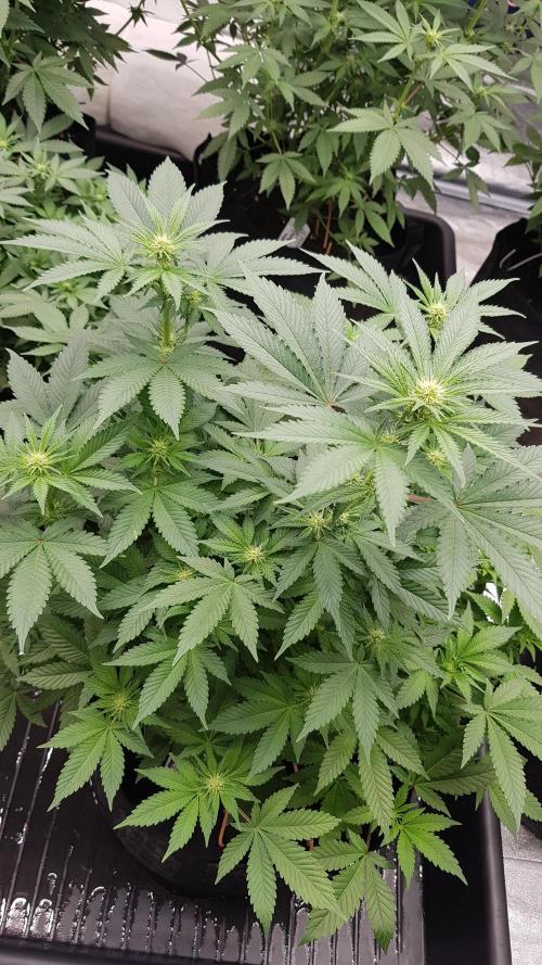 Home Of The Amnesia. Week 7