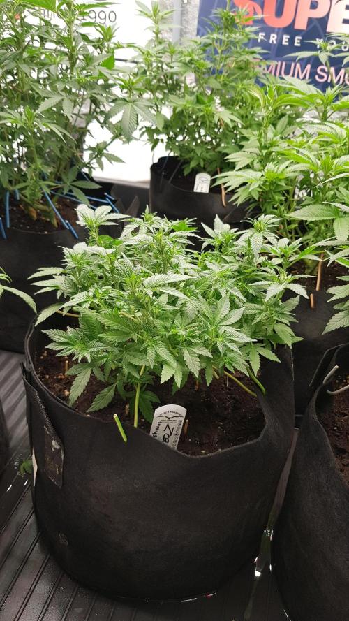 Forbiden Oreo. Week 7