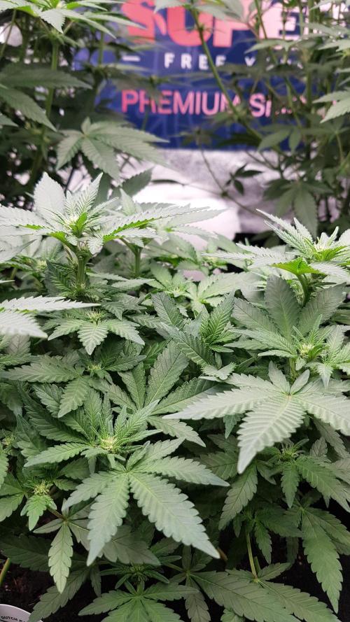 Forbiden Oreo. Week 7