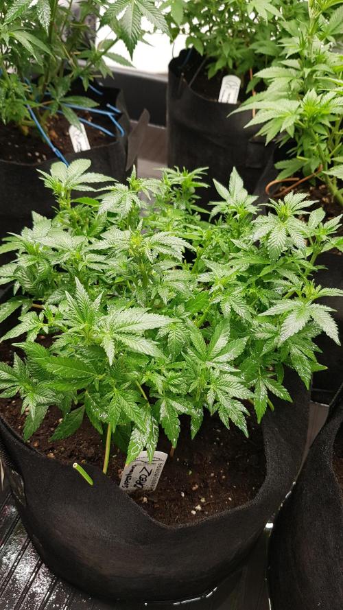 Forbiden Oreo. Week 7