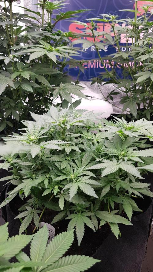 Forbiden Oreo. Week 7