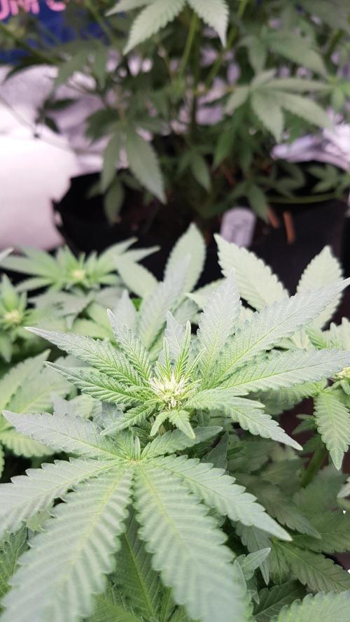 Forbiden Oreo. Week 7