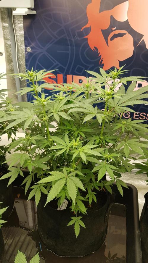 Gelato goes Pink. Week 7