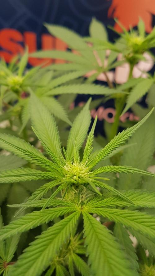 Gelato goes Pink. Week 7