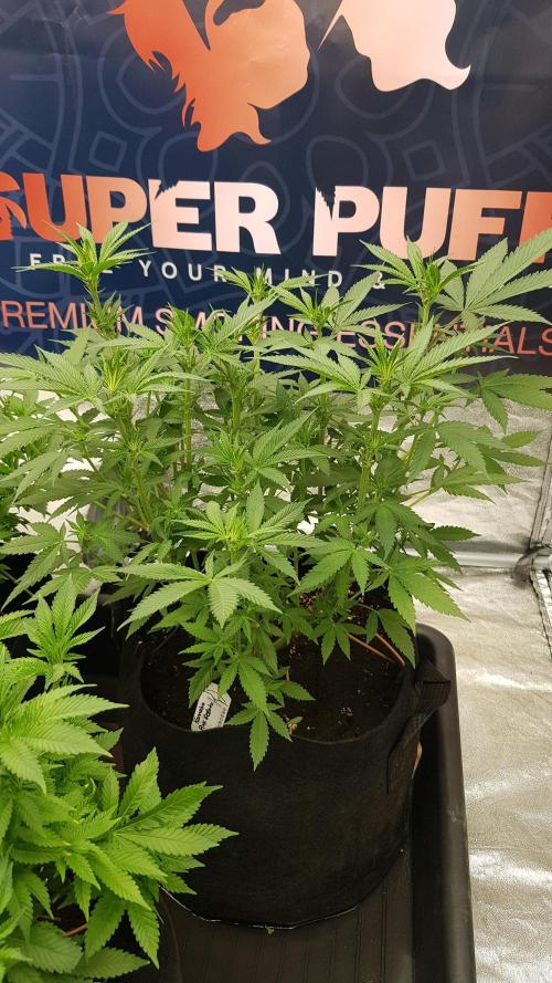 Gelato goes Pink. Week 7