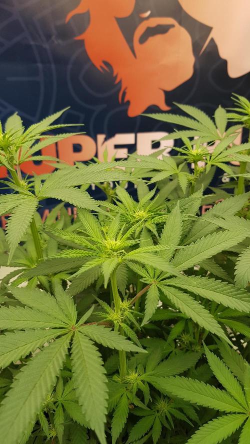 Gelato goes Pink. Week 7