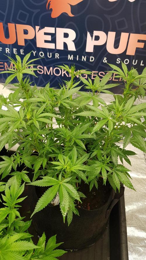 Gelato goes Pink. Week 7