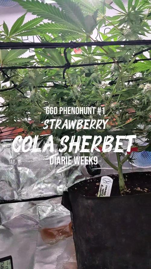 GGD Hunted Pheno #1