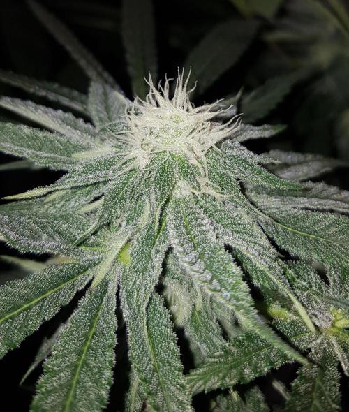 GGD Hunted Pheno #1. Week 9