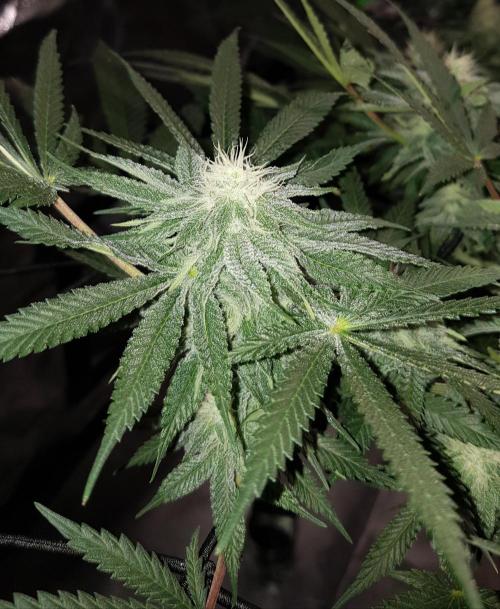 GGD Hunted Pheno #1. Week 9