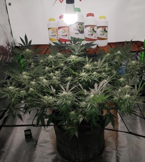 GGD Hunted Pheno #1. Week 9