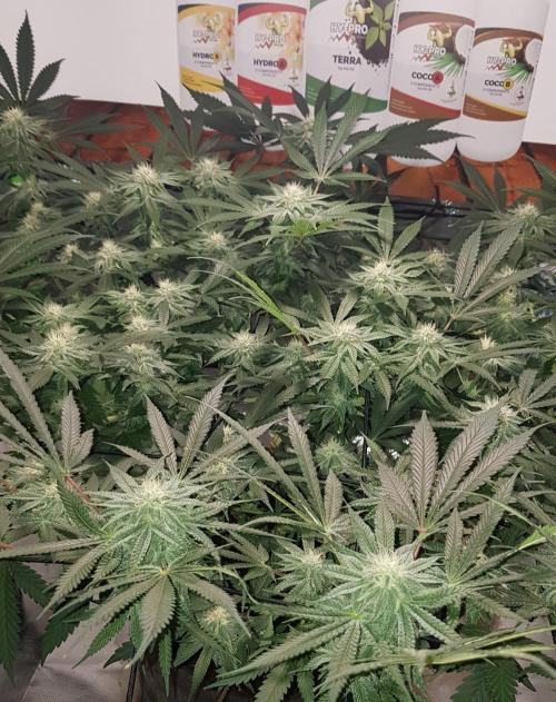 GGD Hunted Pheno #1. Week 9
