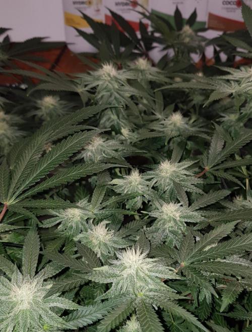 GGD Hunted Pheno #1. Week 9
