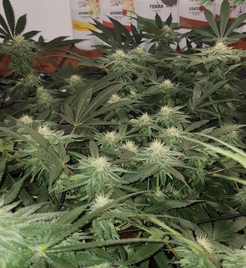 GGD Hunted Pheno #1. Week 9