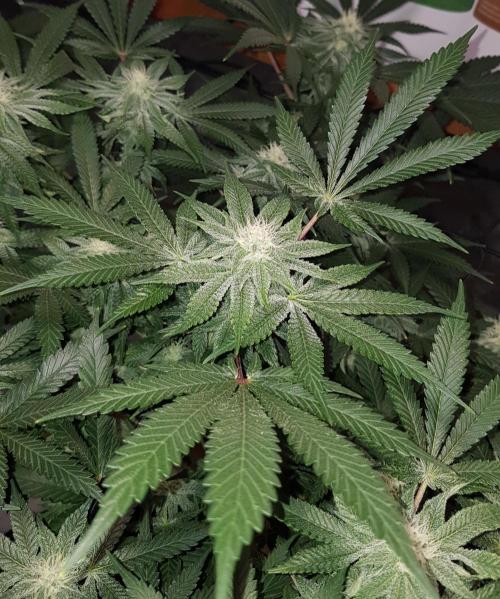 GGD Hunted Pheno #1. Week 9