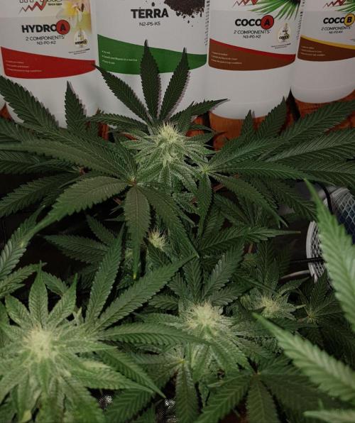 GGD Hunted Pheno #1. Week 9