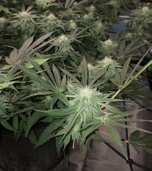 GGD Hunted Pheno #1. Week 9