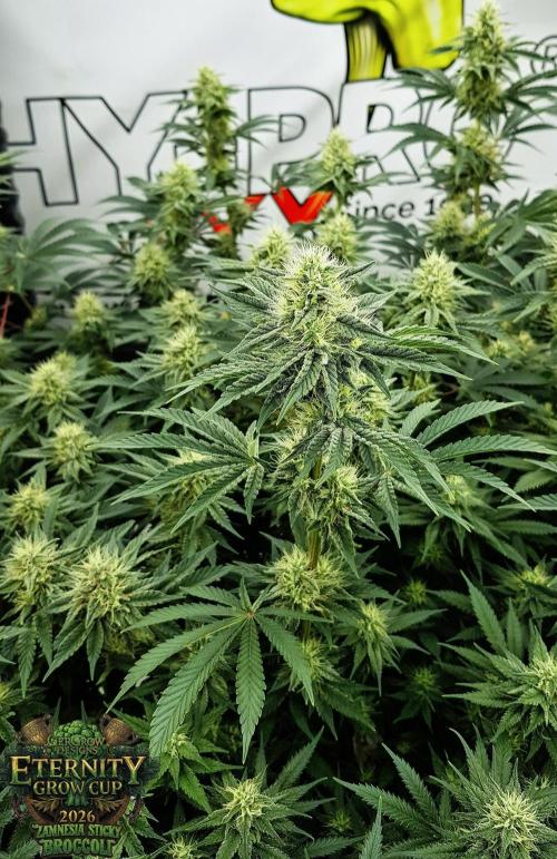 🥦Eternity Grow Cup |GGD. Week 8