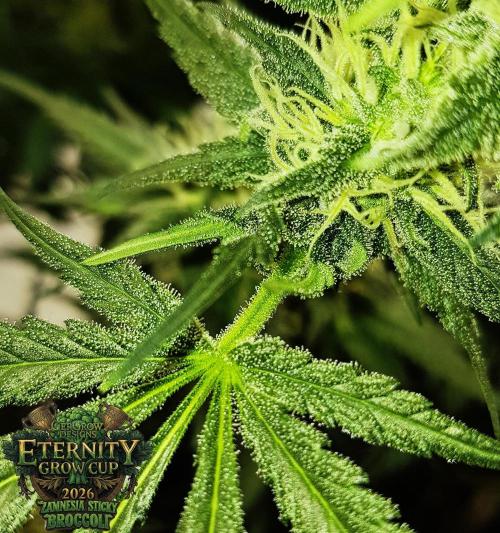🥦Eternity Grow Cup |GGD. Week 8