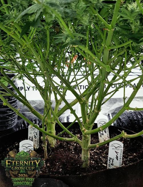 🥦Eternity Grow Cup |GGD. Week 8