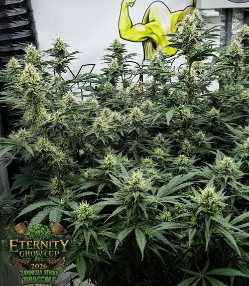 🥦Eternity Grow Cup |GGD. Week 8