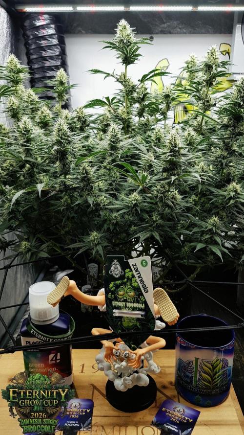 🥦Eternity Grow Cup |GGD. Week 8