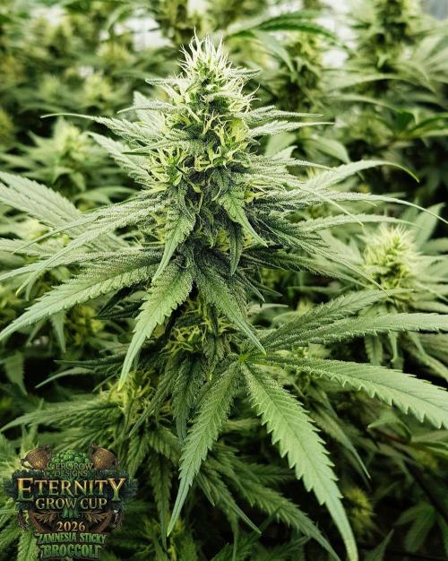 🥦Eternity Grow Cup |GGD. Week 8