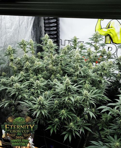 🥦Eternity Grow Cup |GGD. Week 8