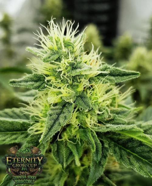 🥦Eternity Grow Cup |GGD. Week 8