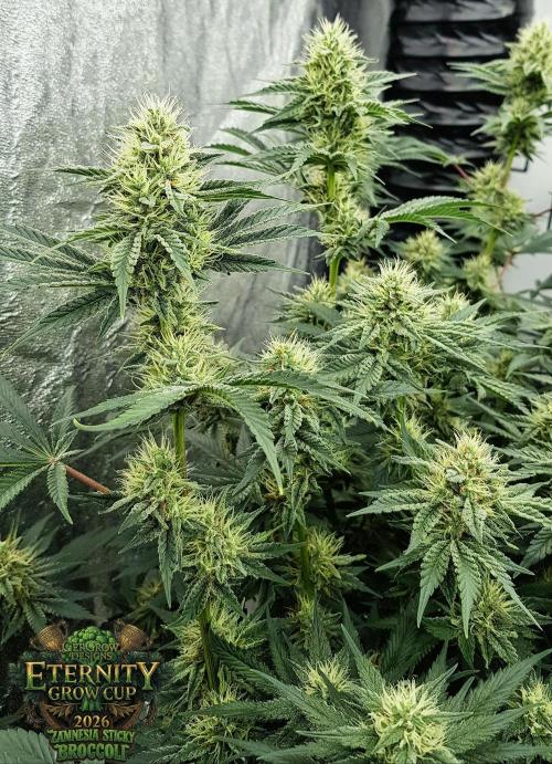 🥦Eternity Grow Cup |GGD. Week 8
