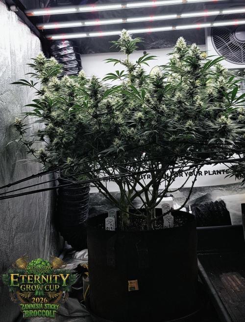 🥦Eternity Grow Cup |GGD. Week 8