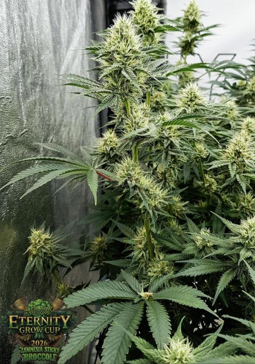 🥦Eternity Grow Cup |GGD. Week 8