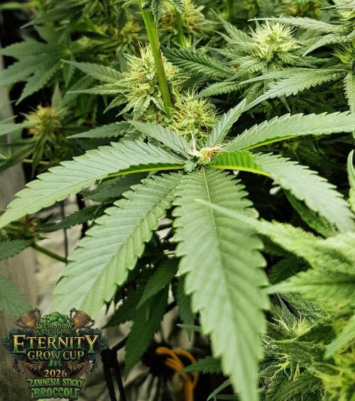 🥦Eternity Grow Cup |GGD. Week 8
