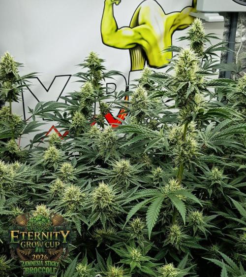 🥦Eternity Grow Cup |GGD. Week 8