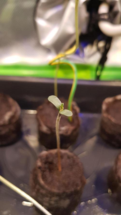 Changing Colours. Week 1