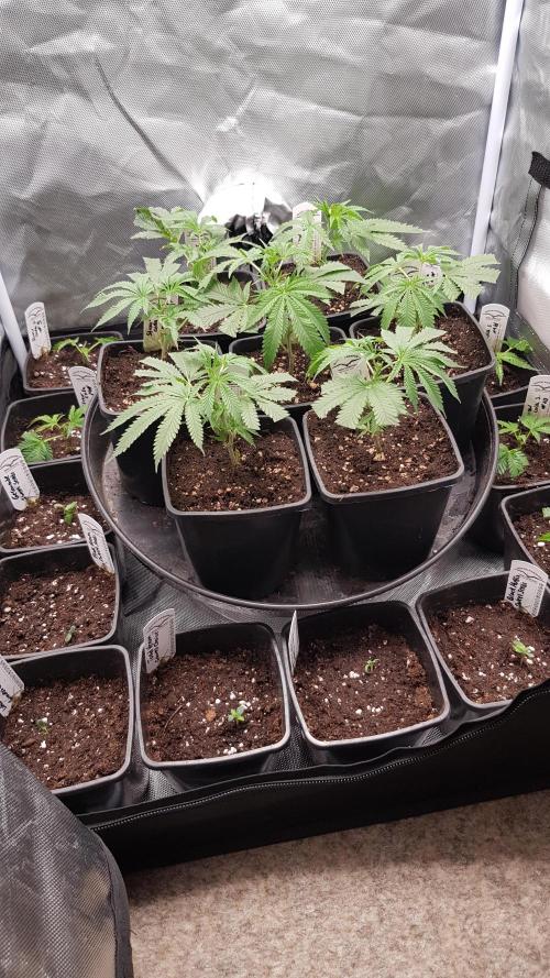 Changing Colours. Week 1