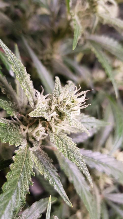 Soda Fusion. Week 8