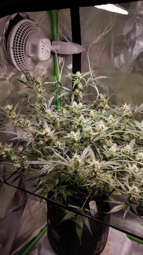 Soda Fusion. Week 8