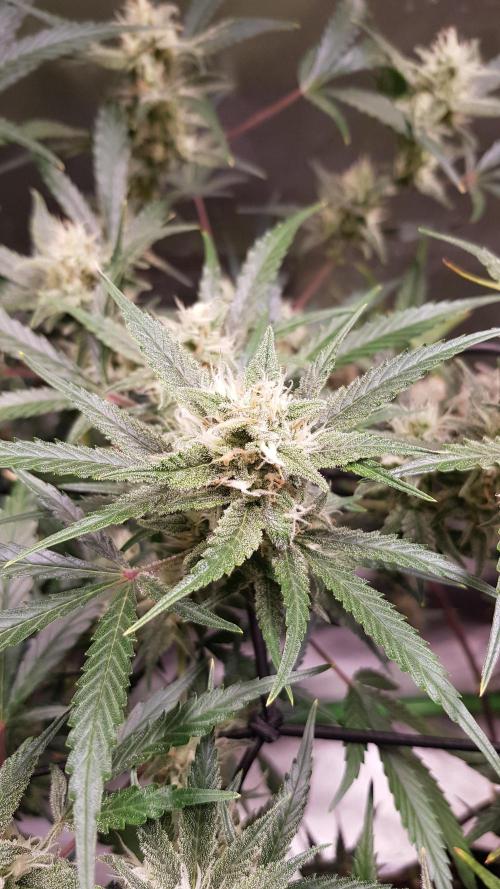 Soda Fusion. Week 8
