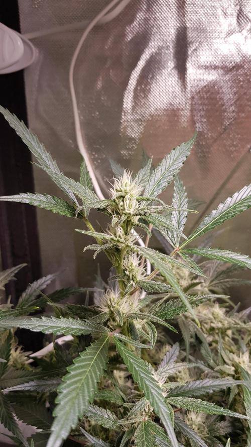 Soda Fusion. Week 8