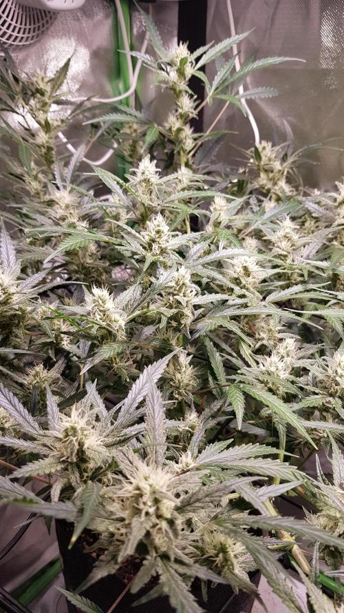 Soda Fusion. Week 8