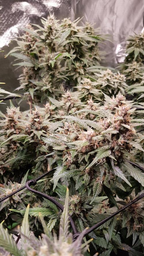 Hunting Berrys. Week 8