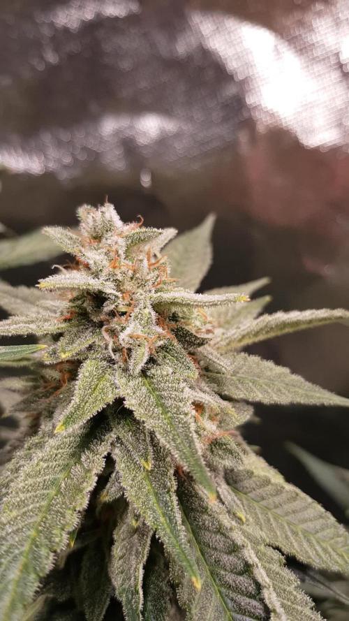 Haze goes Purple