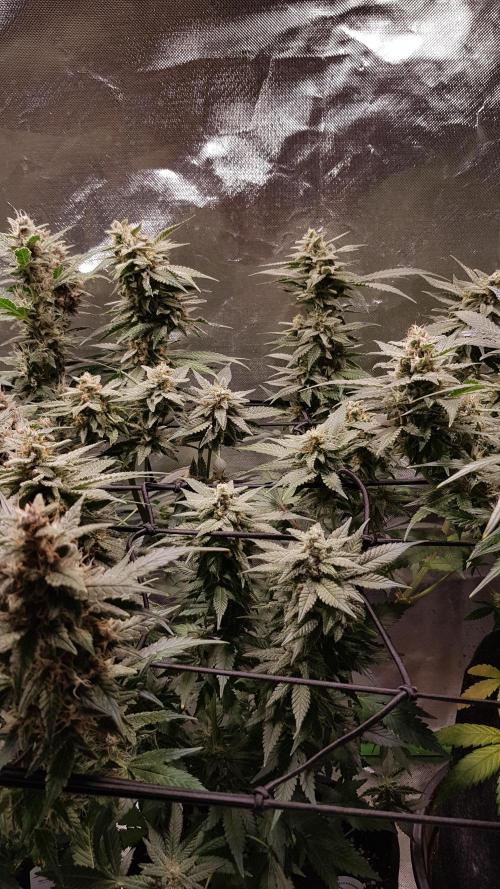 Haze goes Purple. Week 8