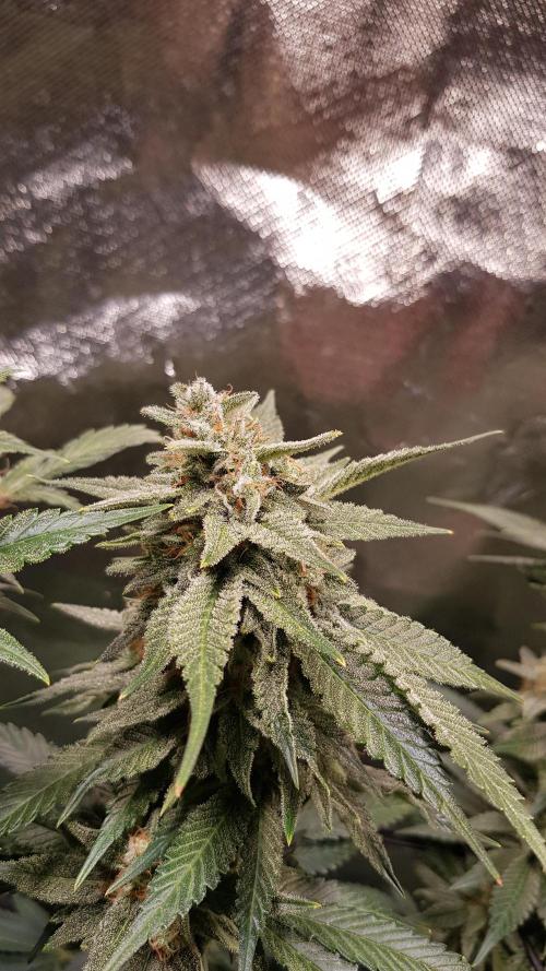 Haze goes Purple. Week 8