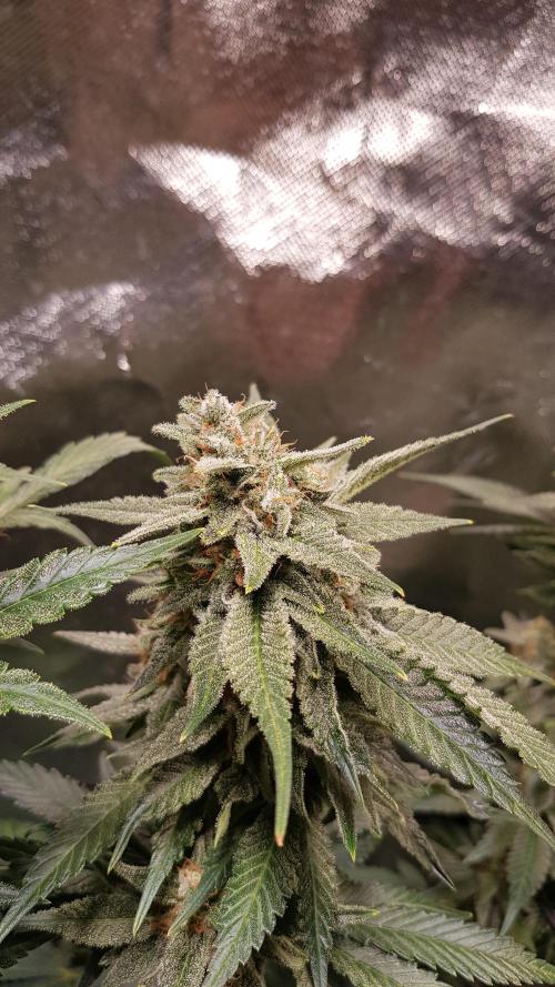 Haze goes Purple. Week 8